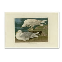 Marcă comercială Fine Art 'Whitewinged Argintiu Gullplate 282' Canvas Art de Audubon